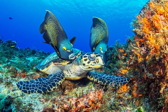 2 dives in Cozumel (for certified divers only) - Cozumel’s southern reefs are the real attraction
