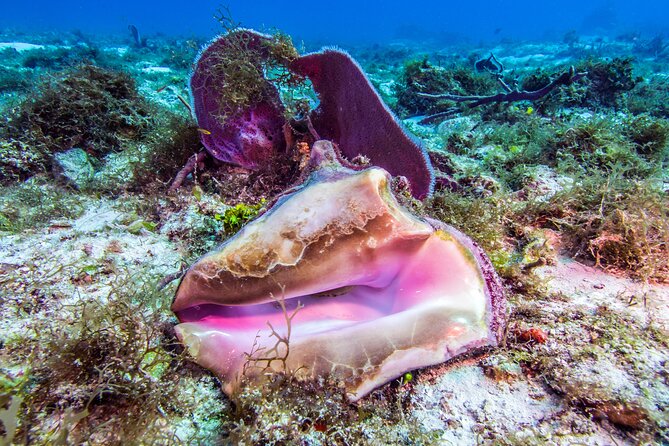 2 dives in Cozumel (for certified divers only) - Guides make the biggest difference