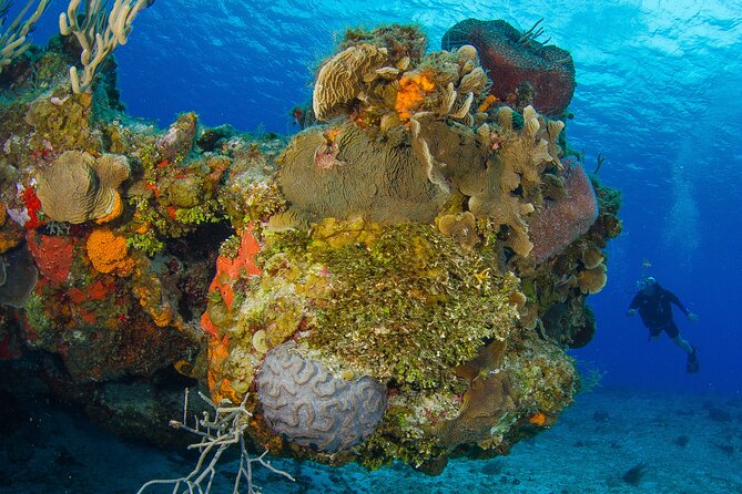 2 dives in Cozumel (for certified divers only) - Equipment, certification, and physical requirements