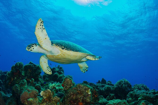 2 dives in Cozumel (for certified divers only) - Who should choose this Cozumel outing?