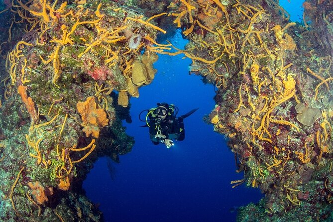 2 dives in Cozumel (for certified divers only) - What the four-hour schedule really involves