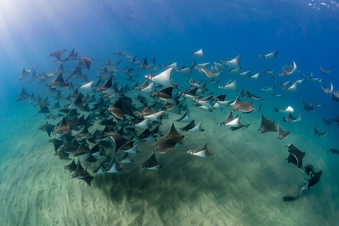 2 Dives in the Cabo Marine Park - Why the small-group format matters in Cabo