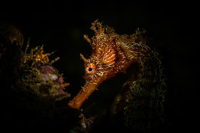 2 Dives in the Cabo Marine Park - The people behind the experience