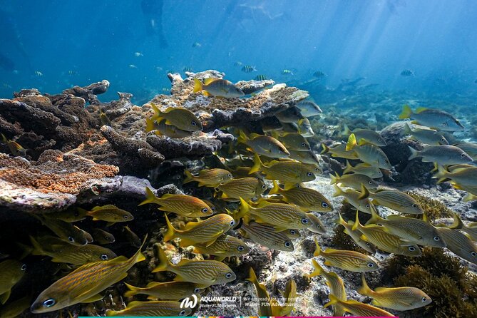 2-Hour Snorkeling Paradise Reef in Cancún Underwater Museum - What the $58 price really covers