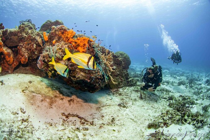 2 Tank Cozumel Reef Boat Dives - Key points to know before you book