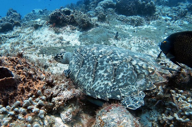 2 Tank Cozumel Reef Boat Dives - Small groups change the feel of the experience