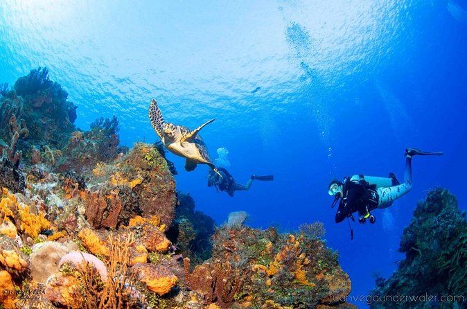 2 Tank Cozumel Reef Boat Dives - Support for beginners and rusty certified divers