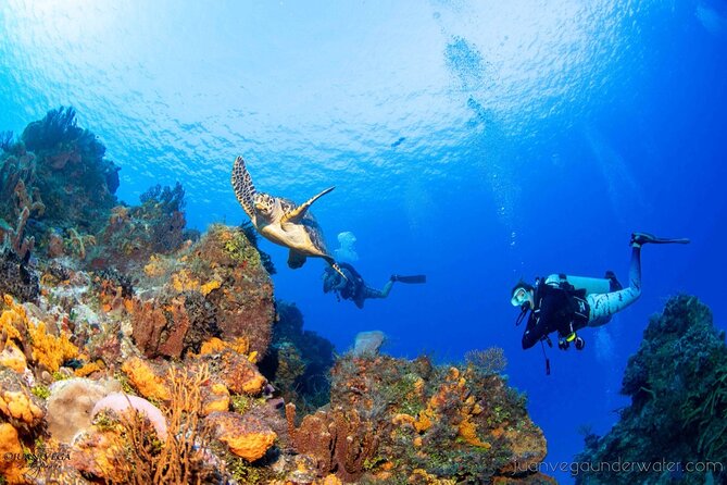 2 Tank Cozumel Reef Boat Dives - Is $179.21 a fair price?