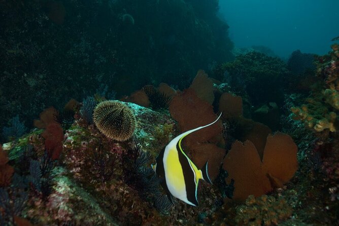 2 Tank Dive - Certified Divers (Santa Maria Bay & Chileno Bay) - A half-day on Cabo’s underwater corridor
