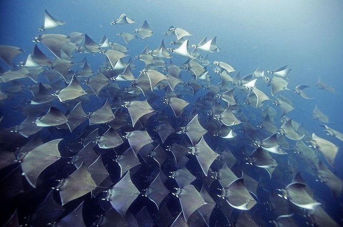 2 Tank Dive - Certified Divers (Santa Maria Bay & Chileno Bay) - Certification, group size, and comfort