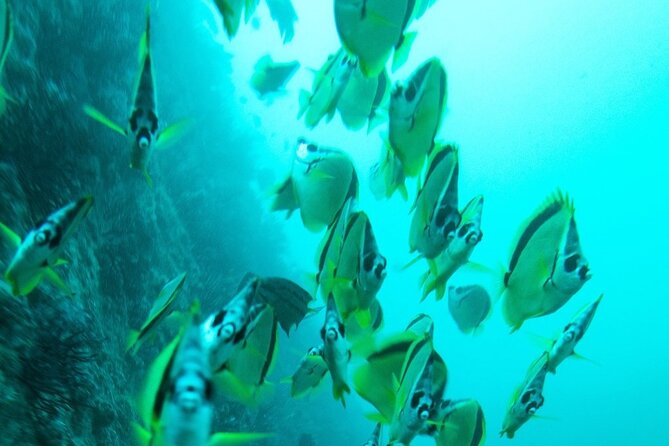 2 Tank Dive - Certified Divers (Santa Maria Bay & Chileno Bay) - Who will enjoy this most