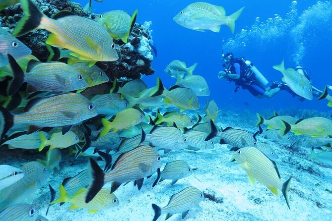 2 Tank Dive (for certified divers) - Timing for a cruise port day