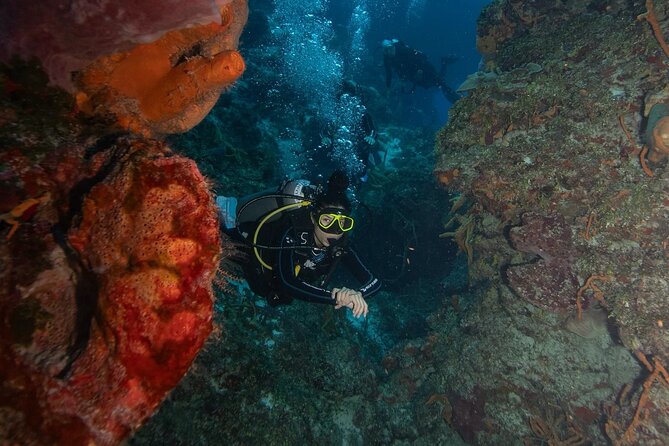 2 Tank Morning Dive: Scuba Diving in Cozumel - The second site: more fish, different water movement