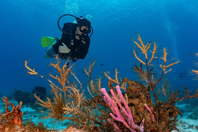 2 Tank Morning Dive: Scuba Diving in Cozumel - Is $160 a fair price?