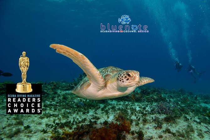 2 Tank Morning Dive: Scuba Diving in Cozumel - Leaving Marina Fonatur at 9:00 a.m.
