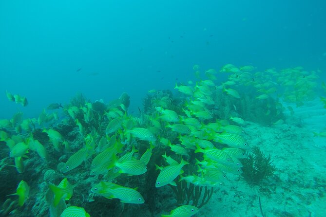 2 Tank Reef Dive in Mexico - What the first reef session is like