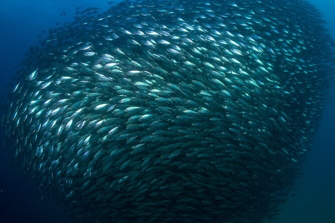 2-Tank Scuba Dive in Cabo San Lucas Reserve for Certified Divers - Pelican Rock, sand falls, and Cabo’s sea lions
