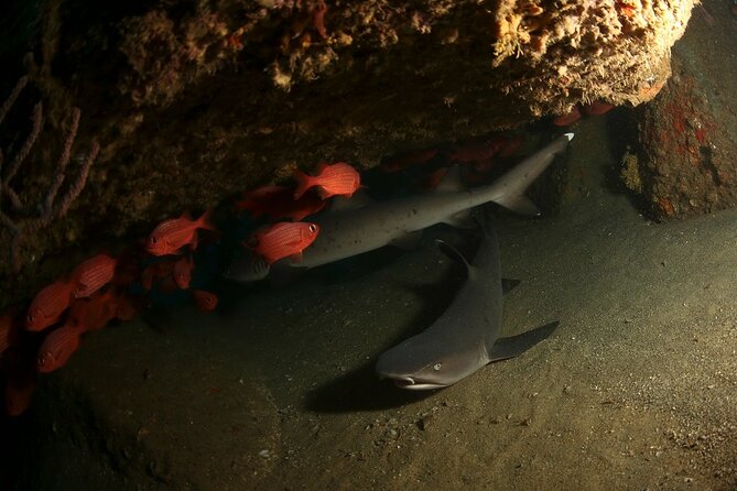 2-Tank Scuba Dive in Cabo San Lucas Reserve for Certified Divers - What the $138 price really covers