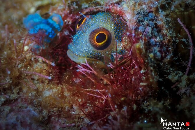 2-Tank Scuba Dive in Cabo San Lucas Reserve for Certified Divers - Returning after a long break