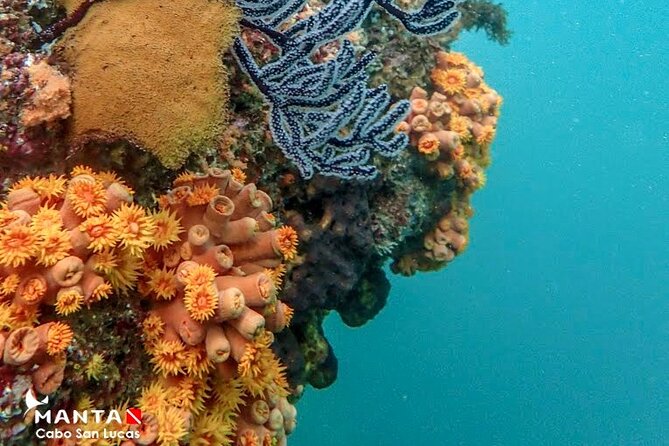 2-Tank Scuba Dive in Cabo San Lucas Reserve for Certified Divers - Cruise passengers and tight schedules