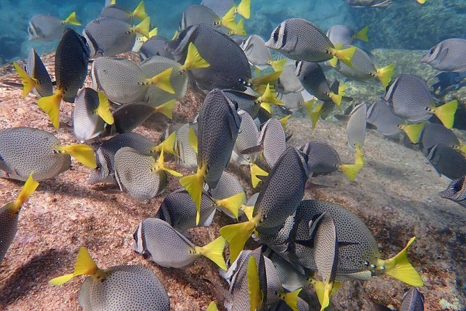 2-Tank Scuba in Marine Reserve and Corridor for Certified Divers - The 30-minute ride to the Nautical Corridor