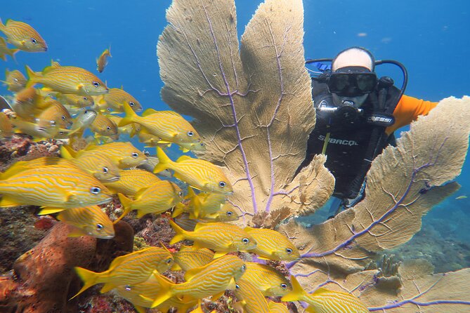 2 Tanks Dives Cancun Underwater Museum for Certified Divers - Safety rules and medical restrictions