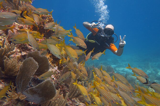 2 Tanks Dives Cancun Underwater Museum for Certified Divers - What the guide adds to the experience