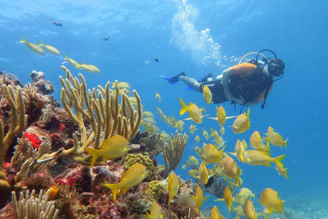 2 Tanks Dives Cancun Underwater Museum for Certified Divers - Who will enjoy this trip most