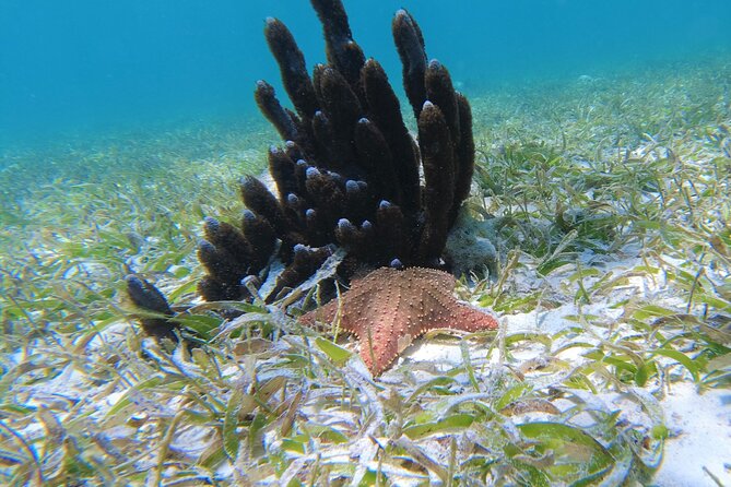 3 Hour Costa Maya Snorkeling Excursion - La Leyenda ECO-TOURS - What the reef can look like today