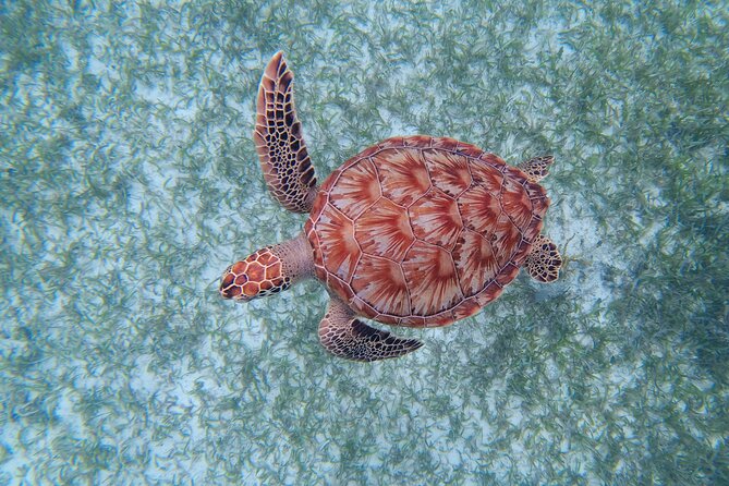 3 Hour Costa Maya Snorkeling Excursion - La Leyenda ECO-TOURS - Drinks, guacamole, and the useful after-party