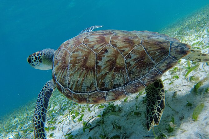3 Hour Costa Maya Snorkeling Excursion - La Leyenda ECO-TOURS - Weather, timing, and practical details