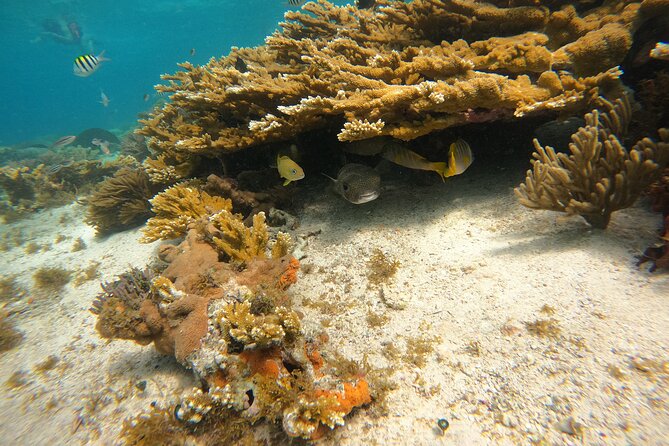 3 Hours VIP Semiprivate Tour Isla Mujeres Full Snorkeling Experience - Marine life is the main event