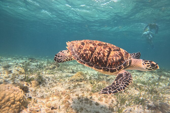 3 in 1 Jungle Speedboat and Snorkeling in Cancun - A fast start at Marina Chac Chi
