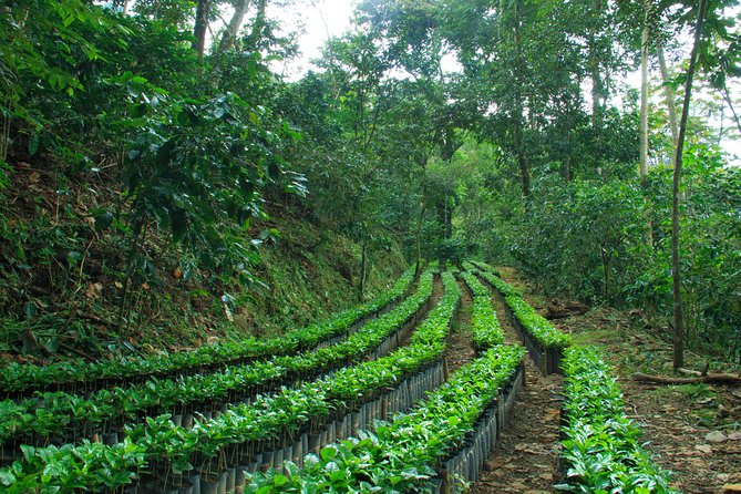 3 Levels of Huatulco the coffee you've been looking for - Is $80 a fair price?