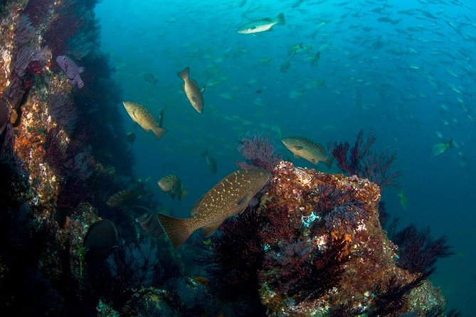 3-Tank Scuba in Marine Reserve and Corridor for Certified Divers - What the Marine Park can show you