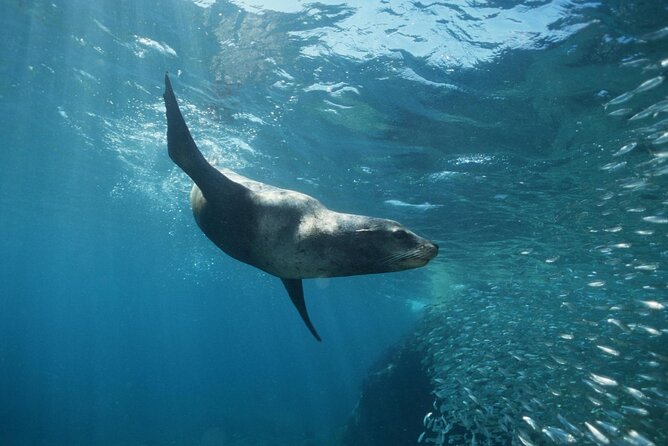 3-Tank Scuba in Marine Reserve and Corridor for Certified Divers - Guides who make the day easier
