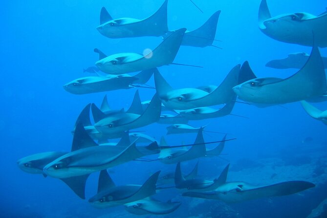 3-Tank Scuba in Marine Reserve and Corridor for Certified Divers - Boat comfort and the rhythm between sessions
