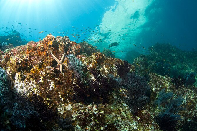 3-Tank Scuba in Marine Reserve and Corridor for Certified Divers - Marine life you might see