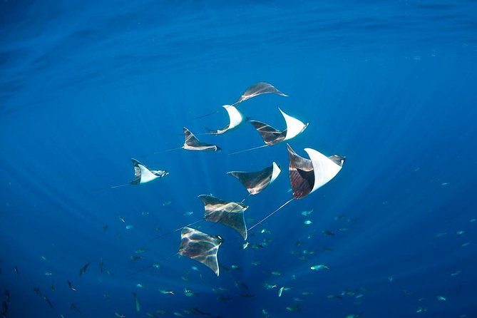 3-Tank Scuba in Marine Reserve and Corridor for Certified Divers - Is the $210 price a good value?