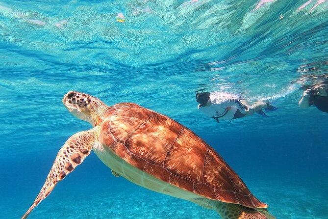 4 Hour Cozumel Turtle Sanctuary Experience on a Luxury Catamarán - How much snorkeling should you expect?