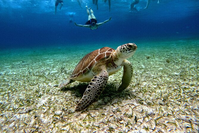 4 Hour Cozumel Turtle Sanctuary Experience on a Luxury Catamarán - Reefs, turtles, and the limits of a wildlife promise