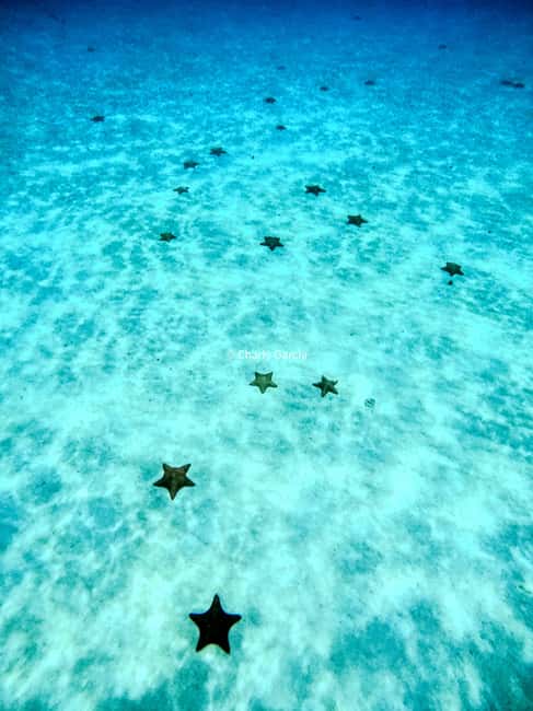 4 Hour Turtle Sanctuary Experience on a Luxury Catamarán - What the $78 price really covers