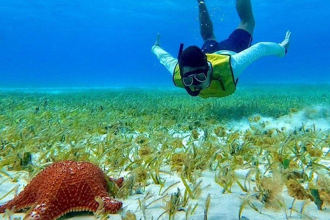 4 hours of shared snorkeling to El Cielo - El Cielo: starfish in clear, shallow water