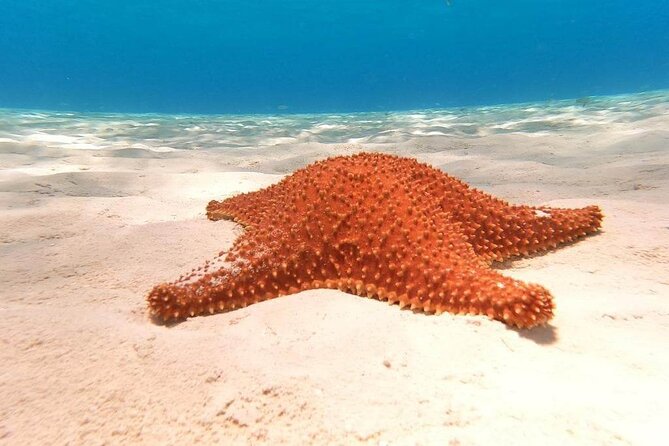 4 hours of shared snorkeling to El Cielo - Getting to Marina Caleta and planning your timing