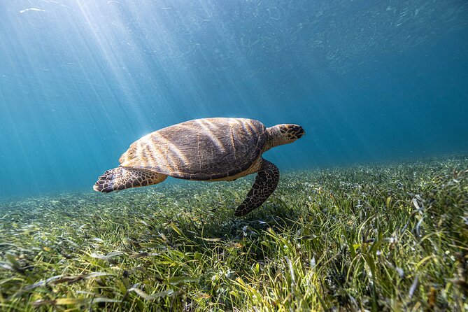 5-in-1 Cancun Snorkeling Tour with Sea Life & Transport Included - Meeting the two underwater statues
