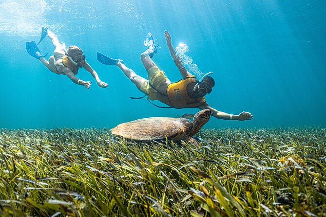 5-in-1 Cancun Snorkeling: Turtles, Reef, Musa, Shipwreck, Cenote - MUSA and the underwater statues