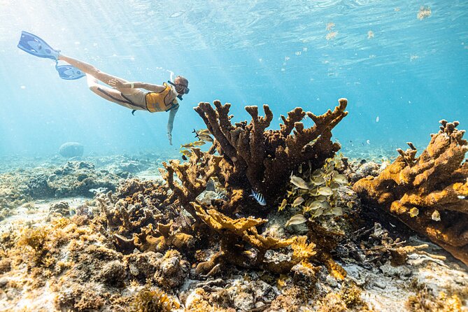 5-in-1 Cancun Snorkeling: Turtles, Reef, Musa, Shipwreck, Cenote - Finishing at a Yucatan cenote