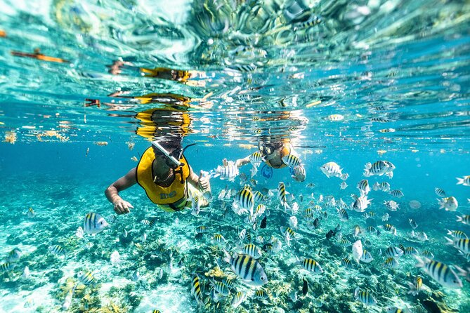 5-in-1 Cancun Snorkeling: Turtles, Reef, Musa, Shipwreck, Cenote - Reef snorkeling in shallow Caribbean water