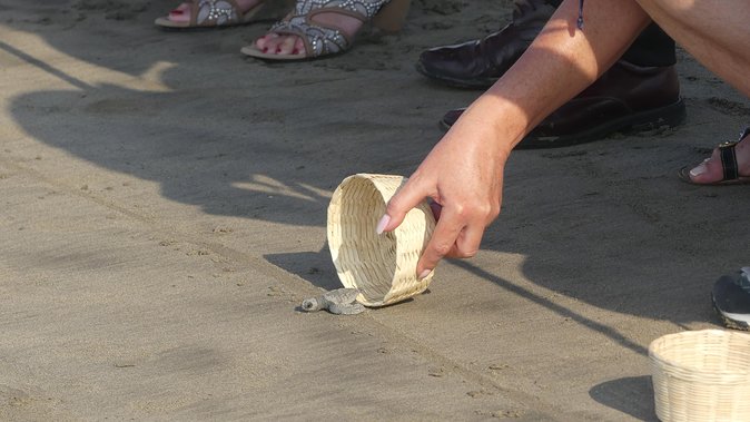 6Hr Cruise or Hotels City Tour, Divers, Baby Turtles Peace Chapel - Three Acapulco experiences in one half-day