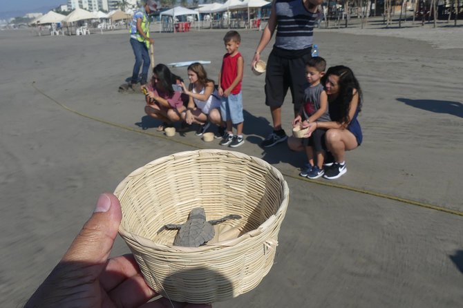 6Hr Cruise or Hotels City Tour, Divers, Baby Turtles Peace Chapel - Playa de Barra Vieja and the baby turtle release